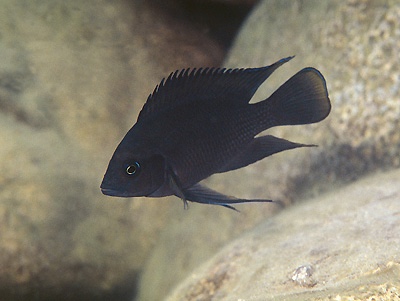 Variabilichromis moorii 'Kapampa'